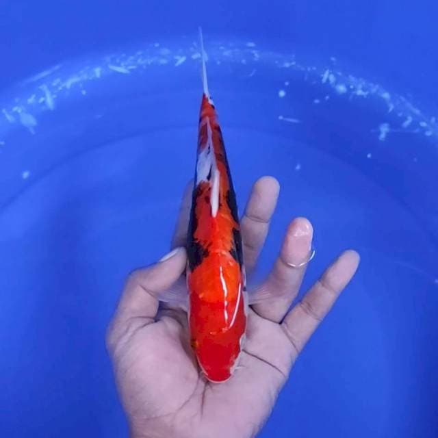 5. Beni Kumon || 23 cm