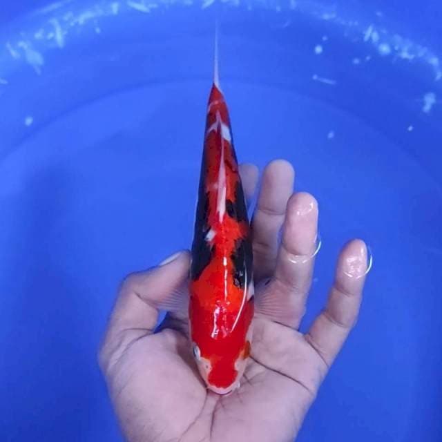 6. Beni Kumon || 20 cm || Jantan