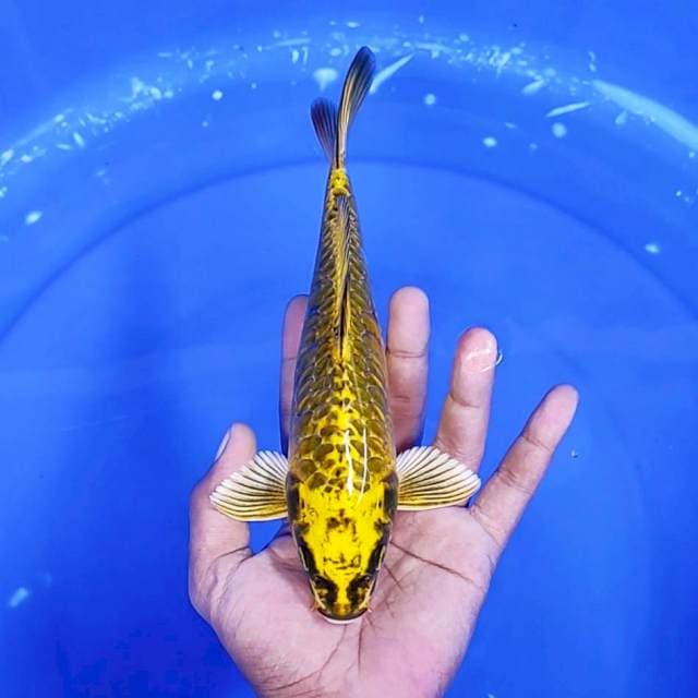 7. Mukasi Aragoke || 24 cm || Jantan