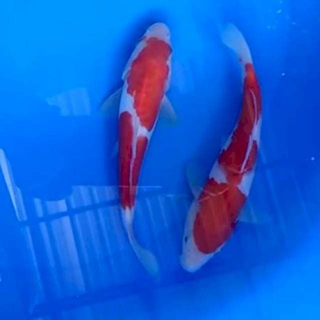 Kohaku 20cm