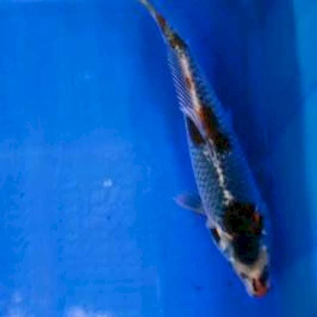 goshiki 27 cm