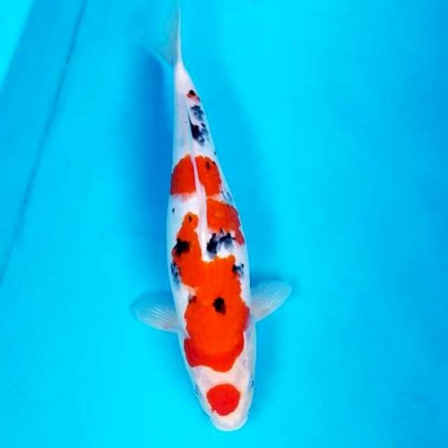 MARUTEN SANKE 38 CM