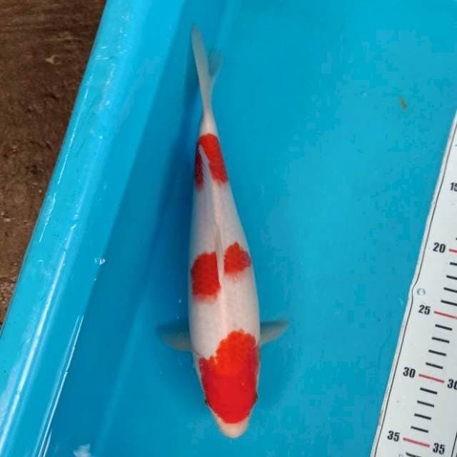 Kohaku Sandan 30cm