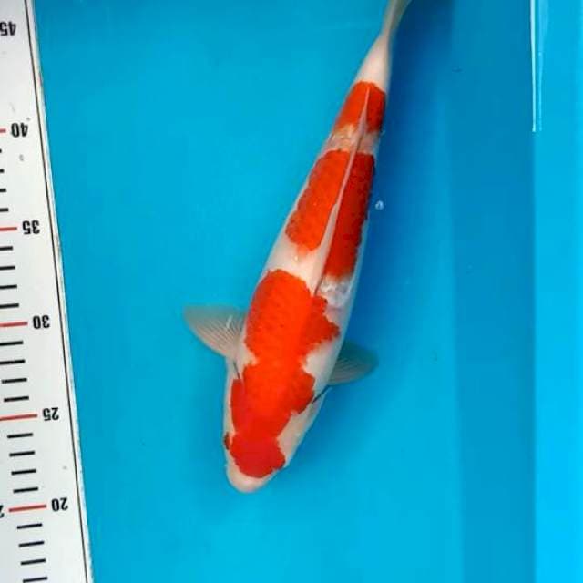 Kohaku Sandan 31cm