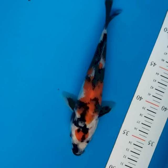 maruten showa original 20 cm
