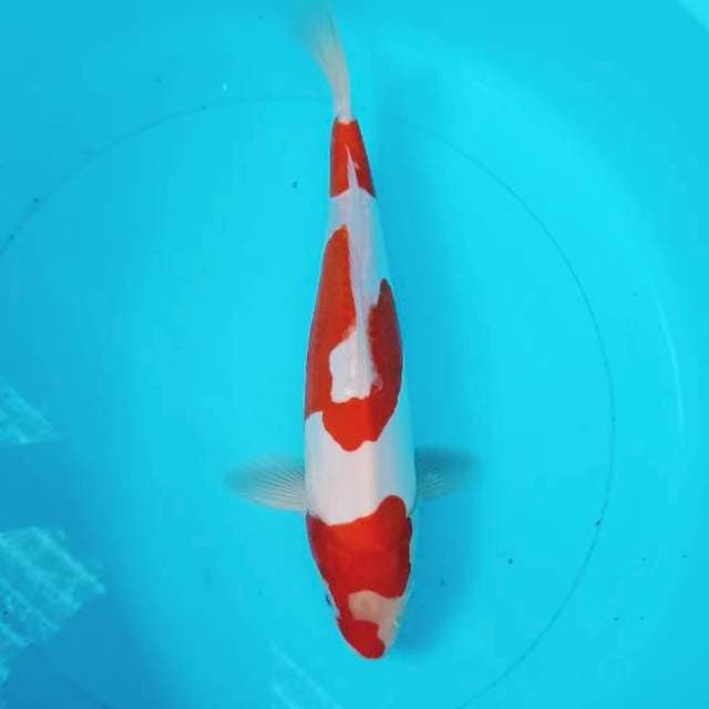Kohaku Doitsu 27cm