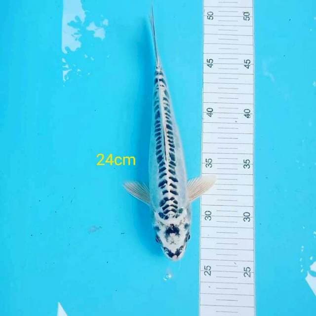 Koi antik
