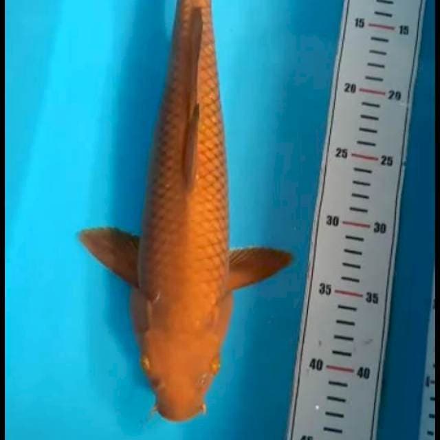 Chagoi Tembaga 39cm