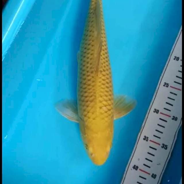 Midori 39cm