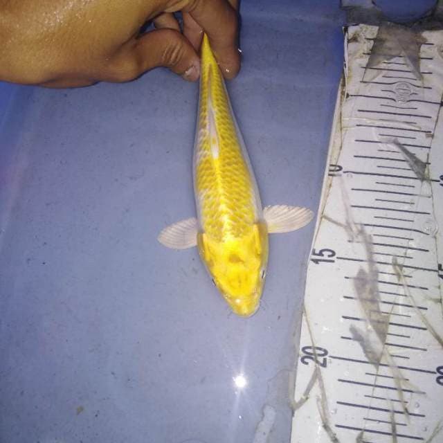 Hariwangke :)