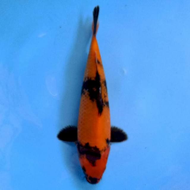 Hi Utsuri 25 cm