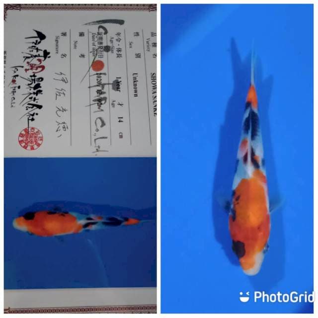 Showa import Tosai isa farm