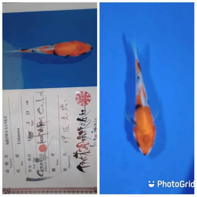 Showa tosai isa farm