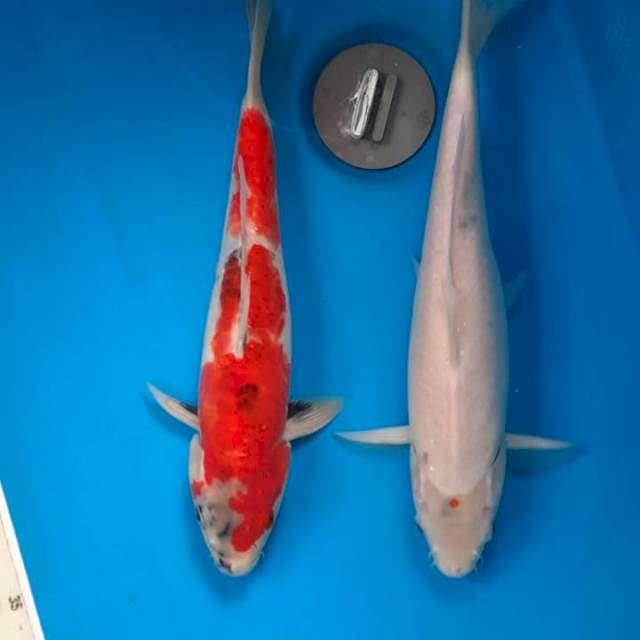 Paket mix 31 & 35 cm
