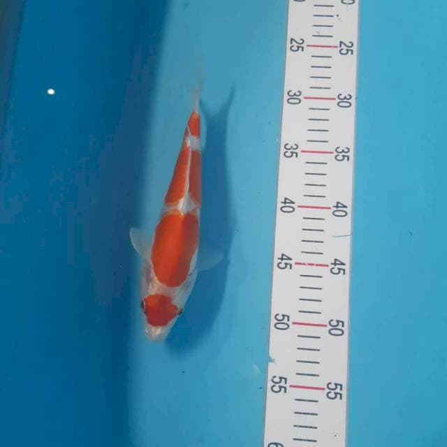 Kikhusui