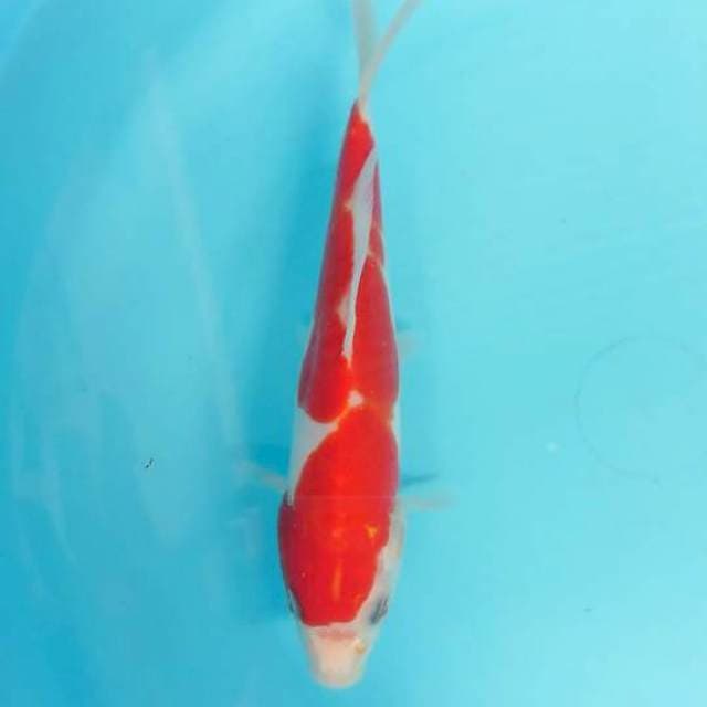 doitsu 20 cm