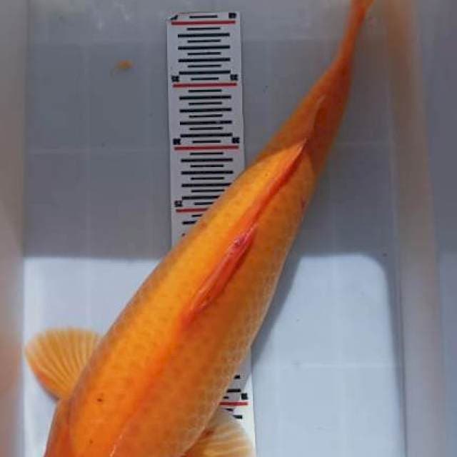 BENIGOI.. 60CM BU