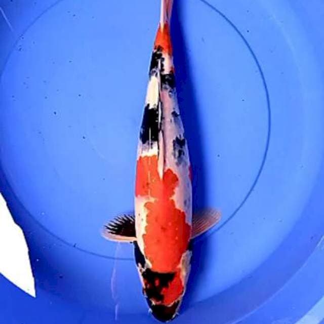 Showa Merah 45 cm