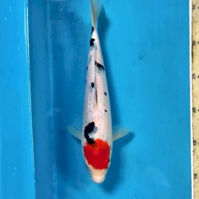Tancho Sanke, 27 cm