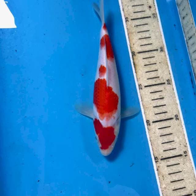 Kohaku, male 22 cm
