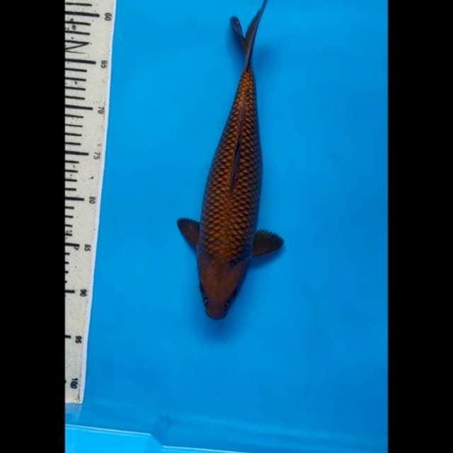 Chagoi tembaga