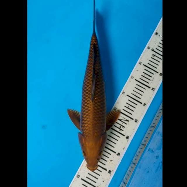 Chagoi tembaga