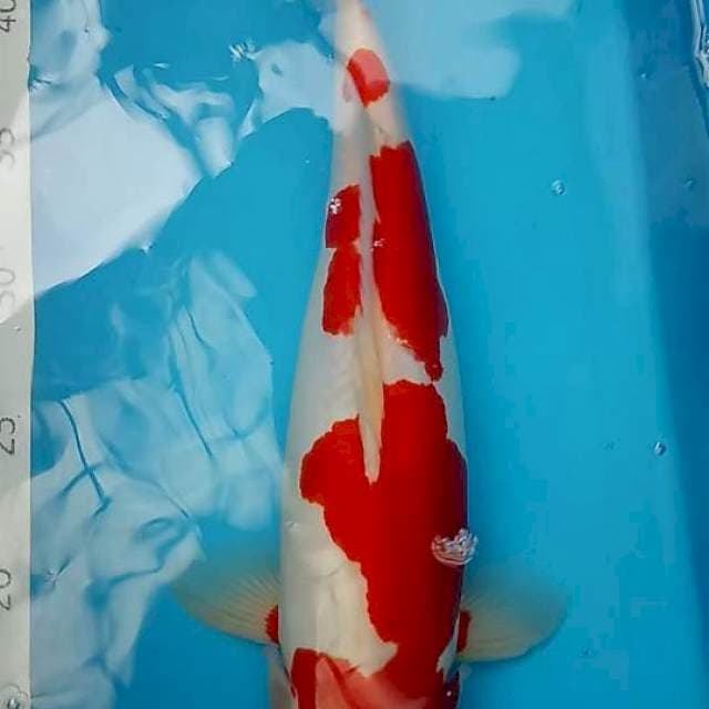 Kohaku doit ori
