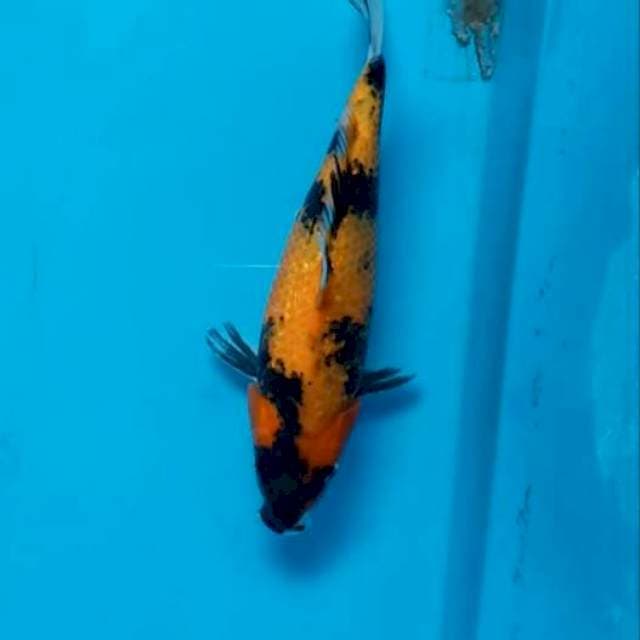 Utsuri