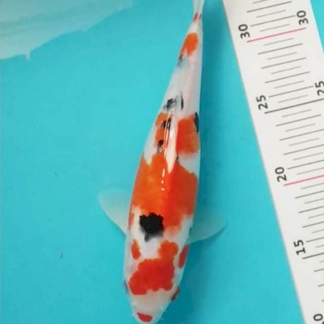 Sanke kucibeni Male 25 cm