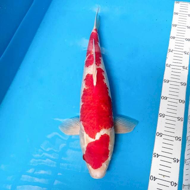 55BU MARUTEN KOHAKU MERAH