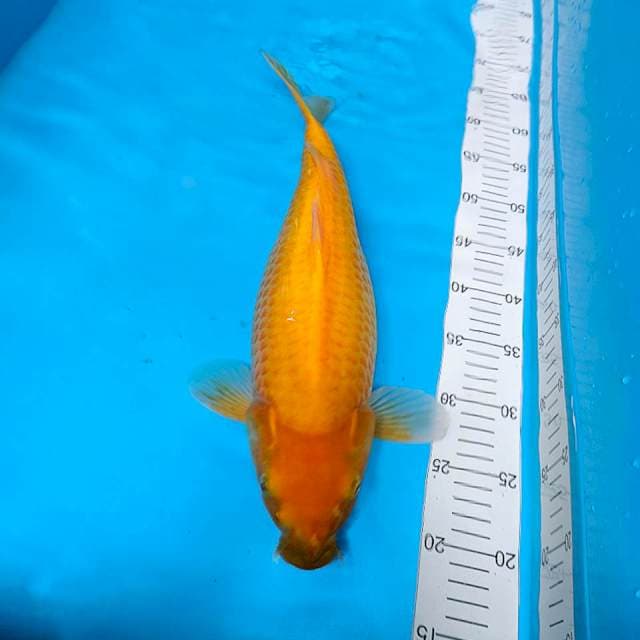 45CM JUMBO KARASHI MATA MERAH, FEMALE