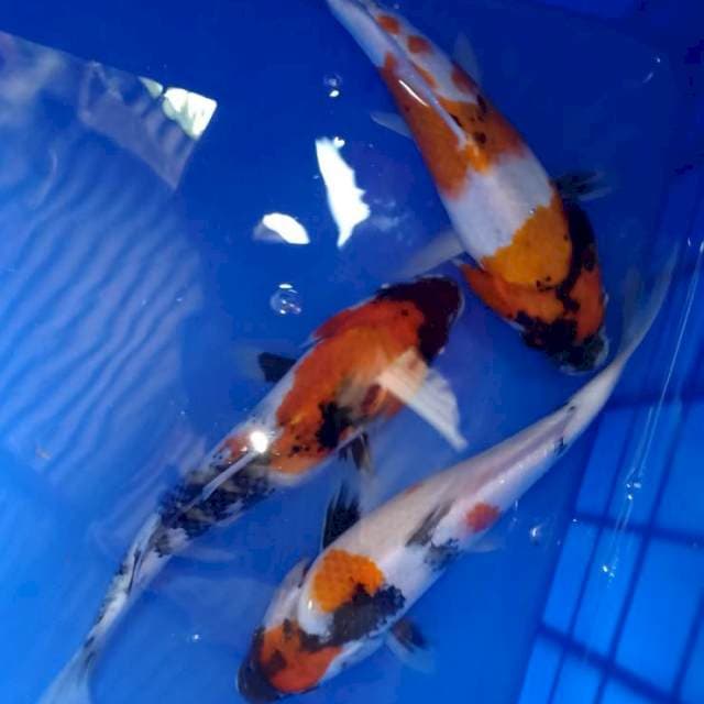 Paket Showa, 24-25cm
