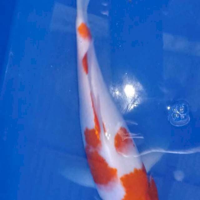 Kohaku, 26 BU