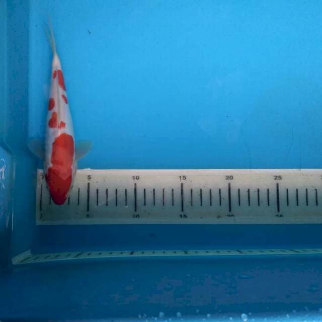 IND doit 18cm