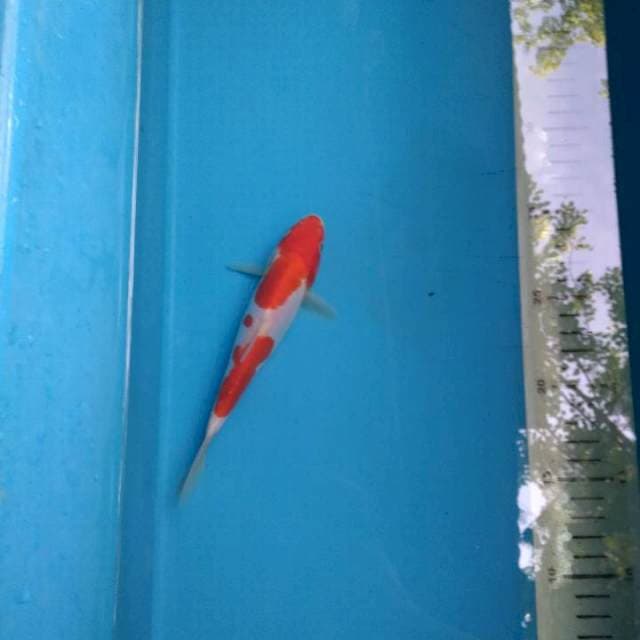 IND doit 16cm