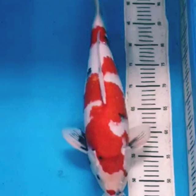 Showa Inazuma F1 ISA 48CM/50BU