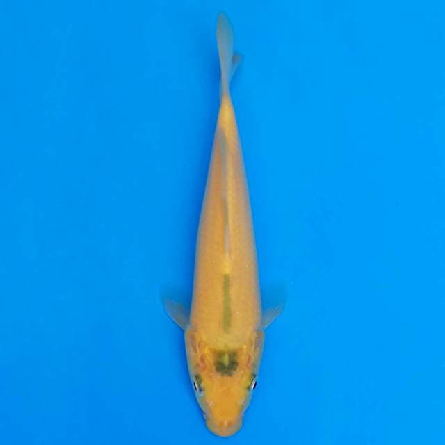 F1 karashi marusei 19cm