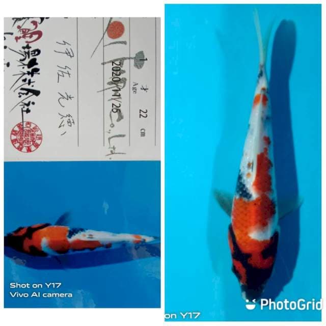 Showa isa new jumbo tosai