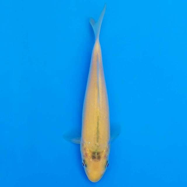 F1 karashi marusei 18cm
