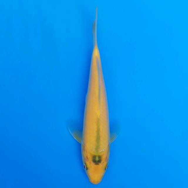 F1 karashi marusei 19cm