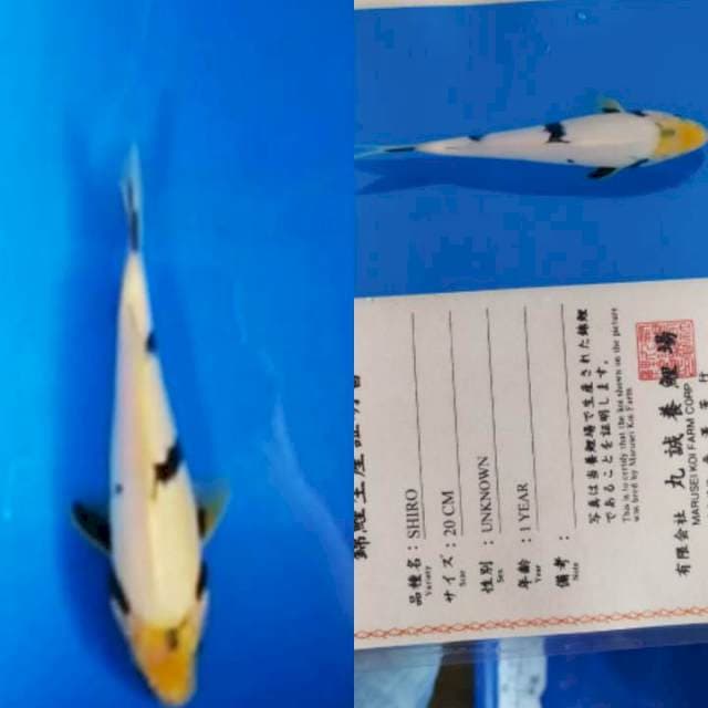 Shiro 25bu Marusei Koi Farm