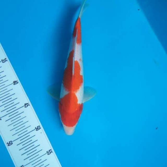 Kohaku 3 step