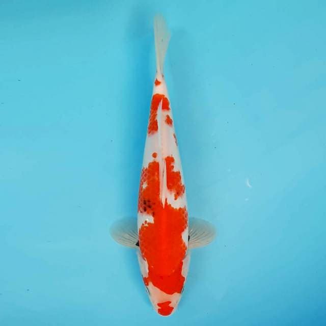 Kuchibeni 27 cm