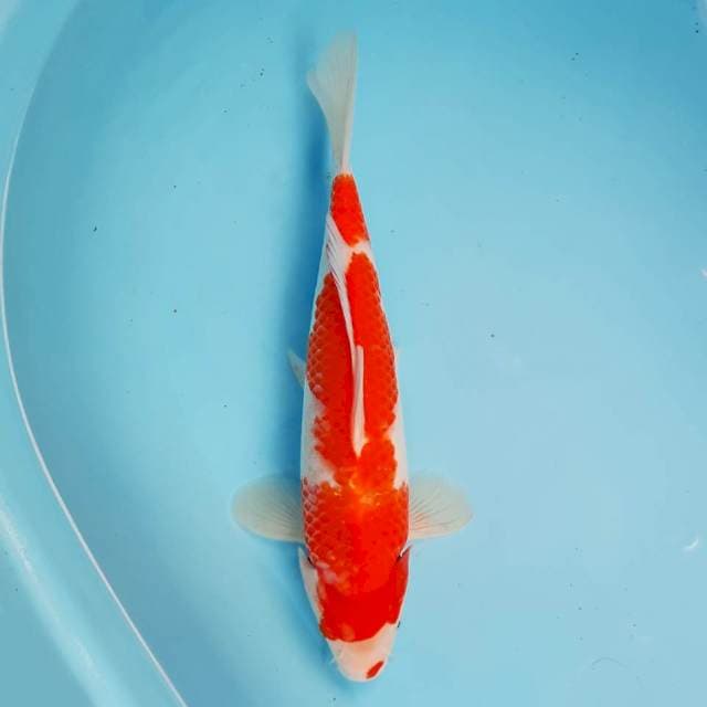 Kohaku 30 cm
