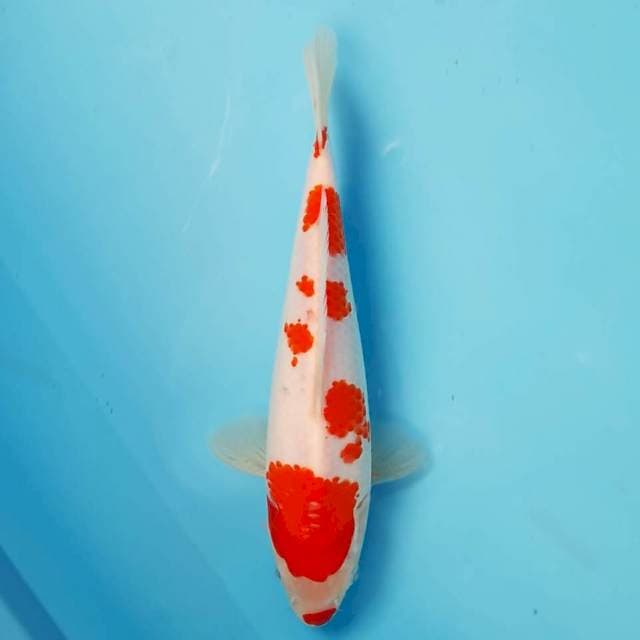 Kuchibeni Sakura Kohaku 25 cm
