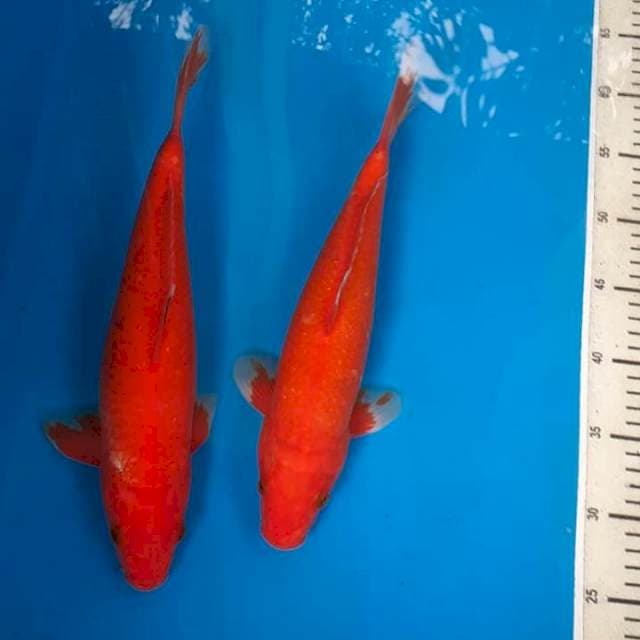 Head to Head BENIGOI (warna : Orange tua)