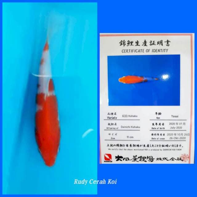 KOHAKU IMPORT DAINICHI
