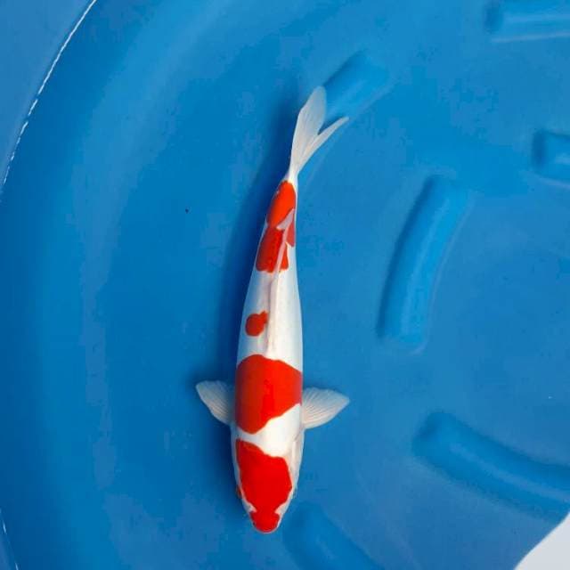 Kohaku doitsu 37cm