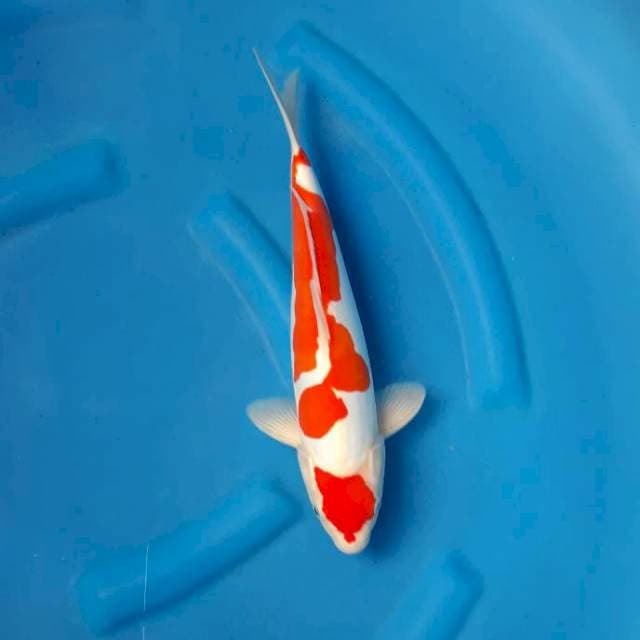 Kohaku doitsu 35cm