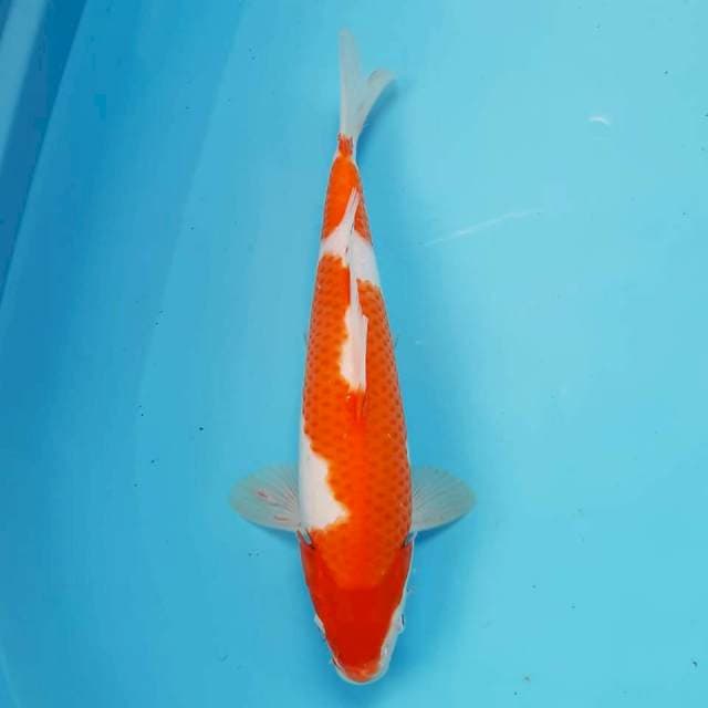 Kohaku 28 cm